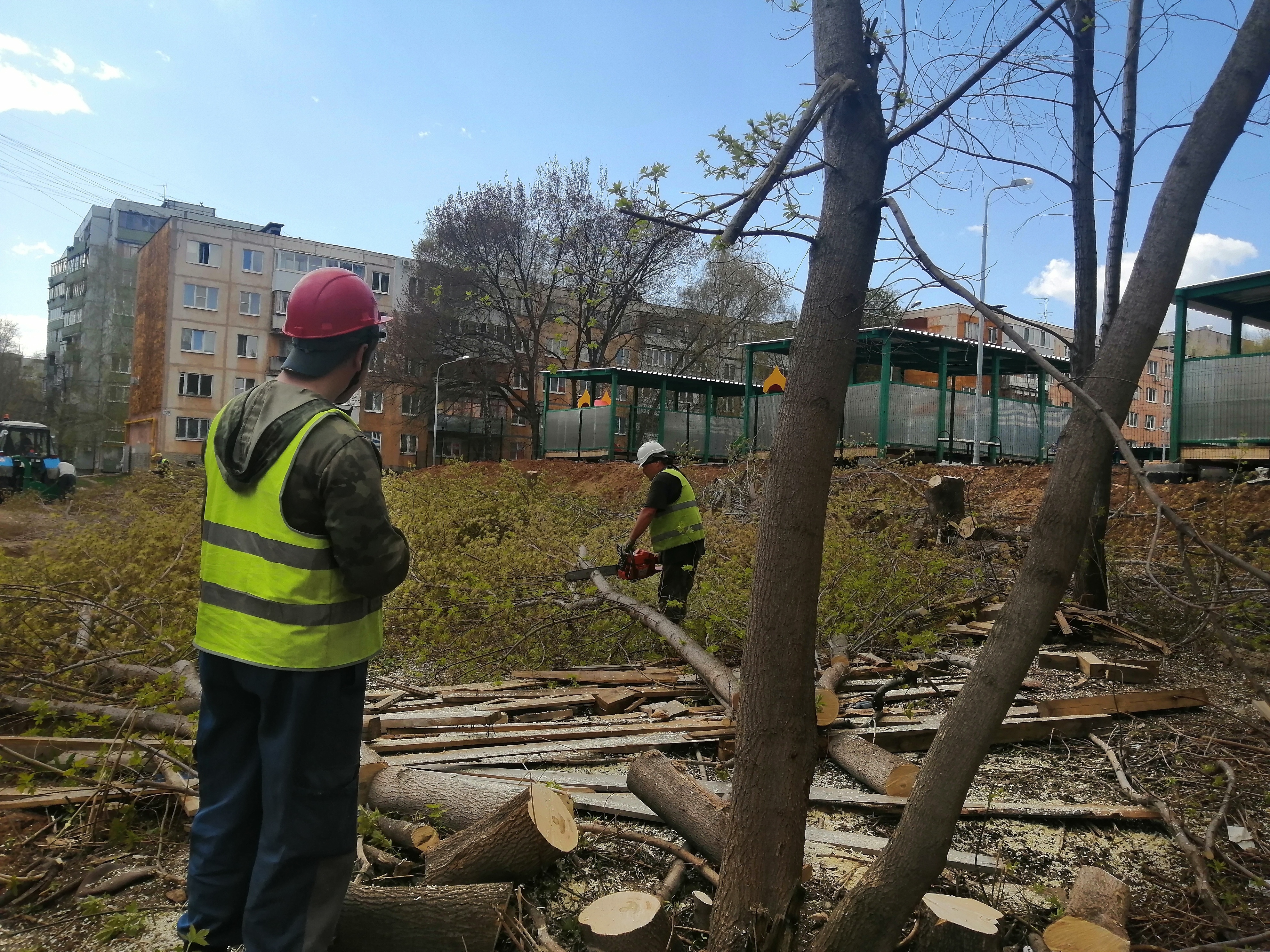 «Мы не в лесу живем»: власти рассказали, зачем в Самаре вырубают деревья -  KP.RU